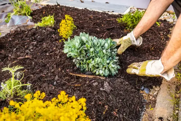 Mulch Installation Mulch Installation