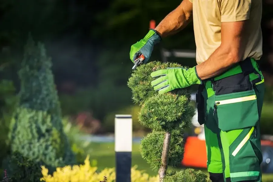 Affordable Bush Trimming East Granby, CT